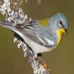 image of bird