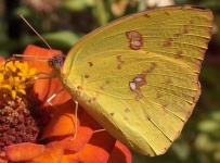 image of sulphur_butterfly #27