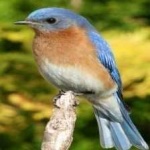 image of bird
