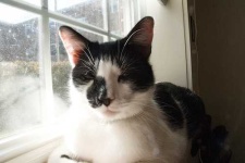 image of animal