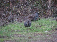 image of quail