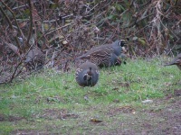 image of quail #3