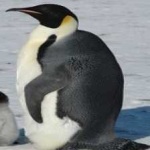 image of emperor_penguin #14