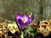 image of flower