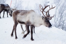 image of reindeer #53