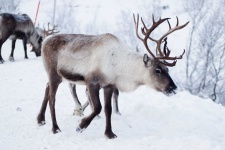 image of animal