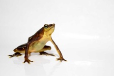 image of animal