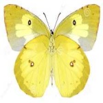 image of animal
