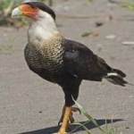 image of bird