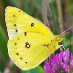 image of animal