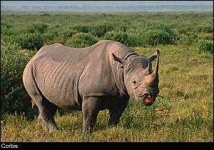 image of rhino