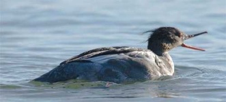 image of red_breasted_merganser