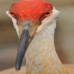 image of bird