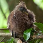 image of bird