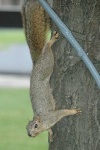 image of fox_squirrel