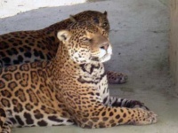 image of jaguar_car