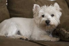image of west_highland_white_terrier