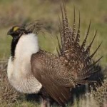 image of bird