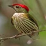 image of bird