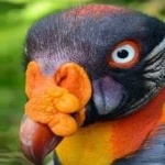 image of bird