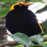 image of regent_bowerbird