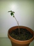 image of house_plant