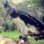 image of bird