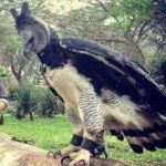 image of harpy_eagle #34