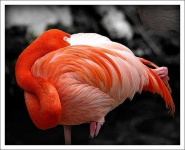 image of flamingo
