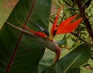 image of bird_of_paradise_flower #66