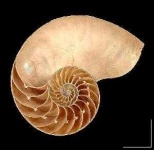image of nautilus