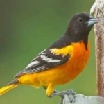 image of bird