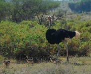 image of ostrich