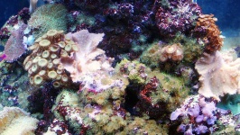 image of coral_reef #21