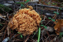 image of coral_fungus