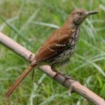 image of brown_thrasher #34