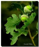 image of acorn #5