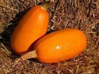 image of spaghetti_squash #19