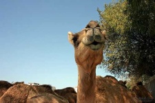 image of arabian_camel