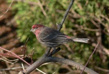 image of house_finch #24