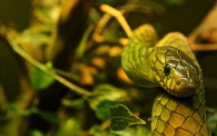 image of green_mamba
