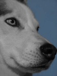 image of eskimo_dog