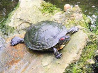 image of terrapin