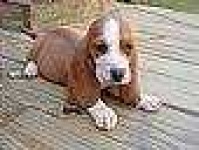 image of redbone