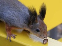 image of acorn