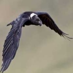 image of bird