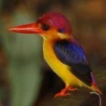 image of rufous_kingfisher #32