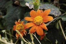 image of flower