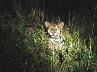 image of jaguar_car