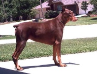 image of doberman